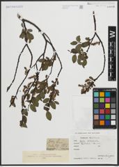 Foto von Salix arbuscula L.